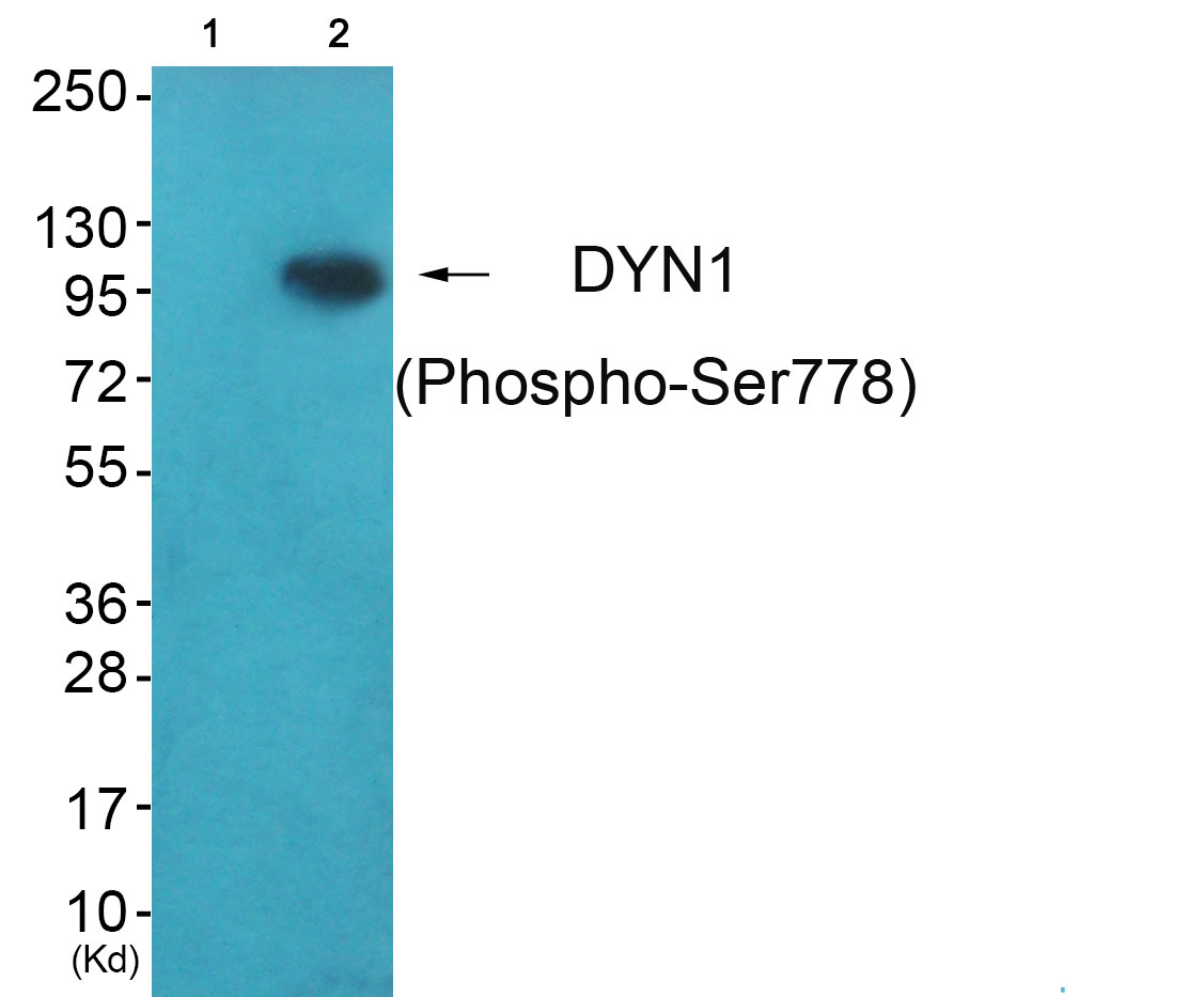 DYN1 (Phospho-Ser778) Antibody 