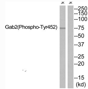 Gab2 (Phospho-Tyr452) Antibody