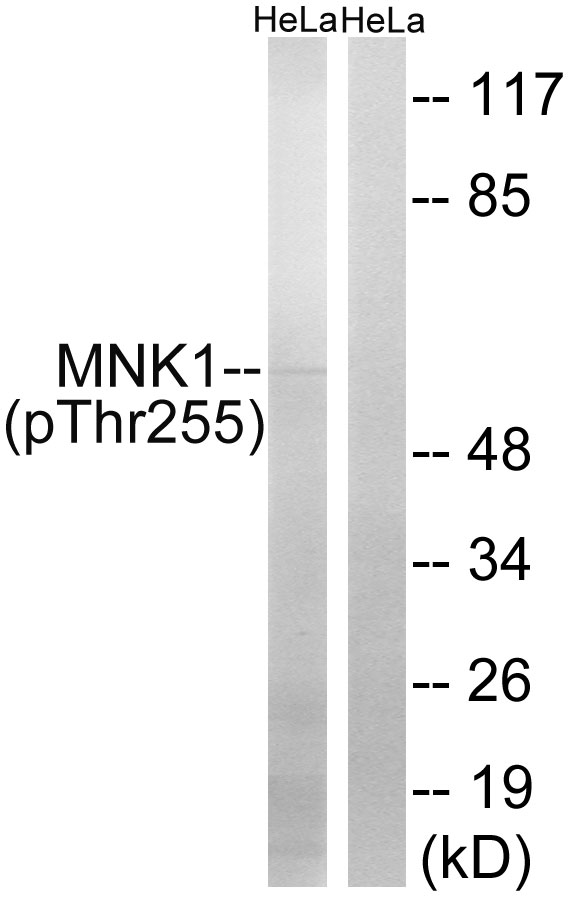 MNK1 (Phospho-Thr255) Antibody