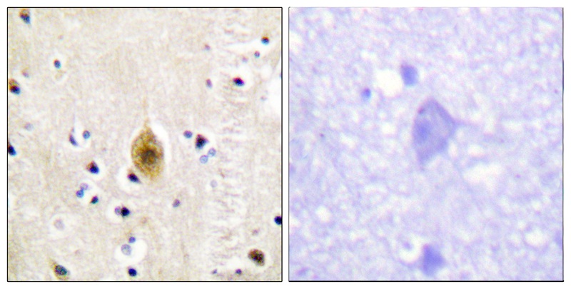 Mst1 (Phospho-Thr183) Antibody