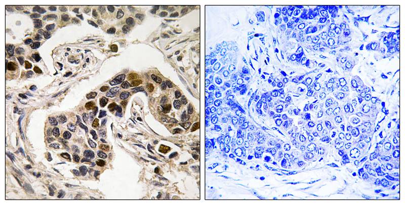 NudC (Phospho-Ser326) Antibody