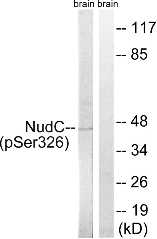 NudC (Phospho-Ser326) Antibody