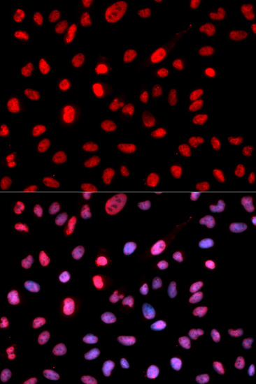 Dnmt1(Phospho-Ser714) antibody