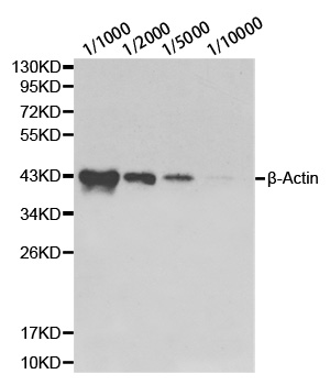 β-actin antibody