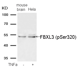 FBXL3 (Phospho-Ser320) Antibody