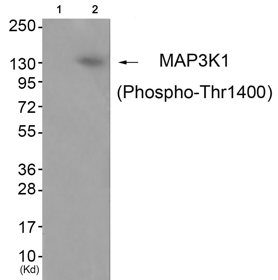 MAP3K1 (Phospho-Thr1402) Antibody