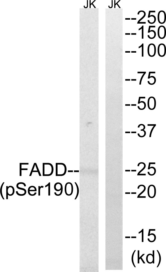 FADD (Phospho-Ser191) Antibody