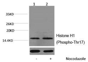 Histone H1 (Phospho-Thr17) Polyclonal Antibody