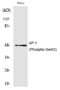 AP-1 (Phospho-Ser63) Polyclonal Antibody