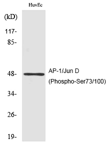 AP-1/Jun D (Phospho-Ser73/100) Polyclonal Antibody