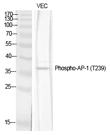 AP-1 (Phospho-Thr239) Polyclonal Antibody