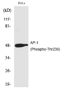 AP-1 (Phospho-Thr239) Polyclonal Antibody