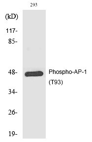 AP-1 (Phospho-Thr93) Polyclonal Antibody