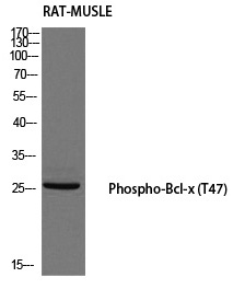 Bcl-x (Phospho-Thr47) Polyclonal Antibody