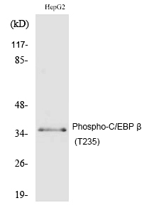 C/EBP β (Phospho-Thr235) Polyclonal Antibody