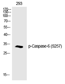 Caspase-6 (Phospho-Ser257) Polyclonal Antibody