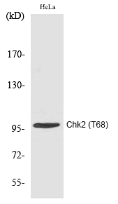 Chk2 (Phospho-Thr68) Polyclonal Antibody