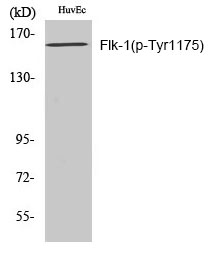 Flk-1 (Phospho-Tyr1175) Polyclonal Antibody