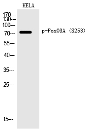 FoxO3A (Phospho-Ser253) Polyclonal Antibody