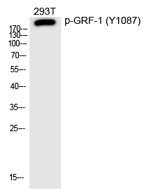 GRF-1 (Phospho-Tyr1087) Polyclonal Antibody