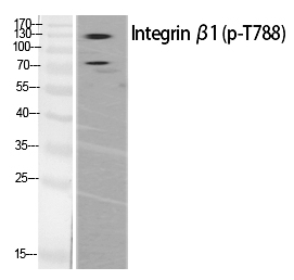 Integrin β1 (Phospho-Thr788) Polyclonal Antibody