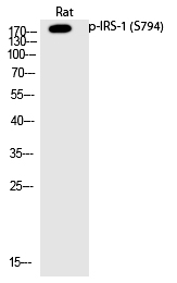 IRS-1 (Phospho-Ser794) Polyclonal Antibody