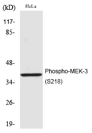 MEK-3 (Phospho-Ser218) Polyclonal Antibody