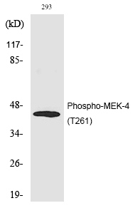 MEK-4 (Phospho-Thr261) Polyclonal Antibody