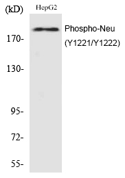 Neu (Phospho-Tyr1221/Tyr1222) Polyclonal Antibody