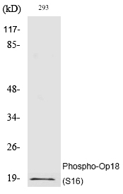 Op18 (Phospho-Ser16) Polyclonal Antibody