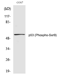 p53 (Phospho-Ser9) Polyclonal Antibody