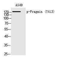 Pragmin (Phospho-Tyr413) Polyclonal Antibody