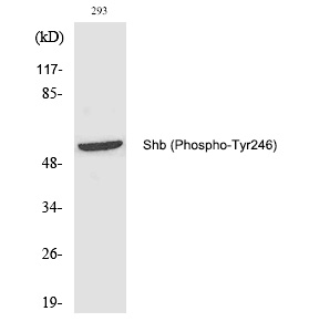 Shb (Phospho-Tyr246) Polyclonal Antibody