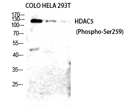 HDAC5/9 (Phospho-Ser259/220) Polyclonal Antibody