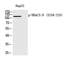 HDAC5/9 (Phospho-Ser259/220) Polyclonal Antibody