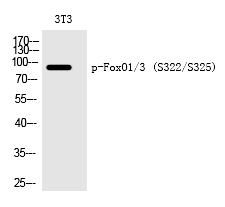 FoxO1/3 (Phospho-Ser322/Ser325) Polyclonal Antibody