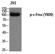 c-Fms (Phospho-Tyr809) Polyclonal Antibody