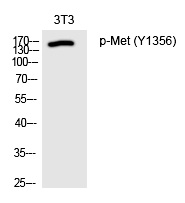 Met (Phospho-Tyr1356) Polyclonal Antibody