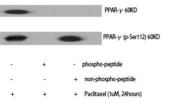 PPAR-γ (Phospho-Ser112) Polyclonal Antibody