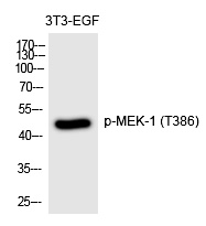 MEK-1 (Phospho-Thr386) Polyclonal Antibody