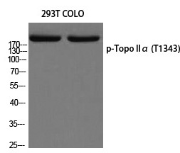 Topo IIα (Phospho-Thr1343) Polyclonal Antibody