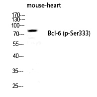 Bcl-6 (Phospho-Ser333) Polyclonal Antibody