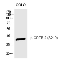 CREB-2 (Phospho-Ser219) Polyclonal Antibody