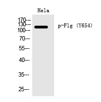 Flg (Phospho-Tyr654) Polyclonal Antibody