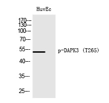 DAPK3 (Phospho-Thr265) Polyclonal Antibody