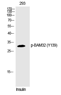 BAM32 (Phospho-Tyr139) Polyclonal Antibody