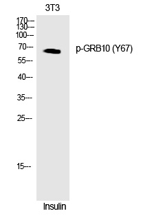 GRB10 (Phospho-Tyr67) Polyclonal Antibody