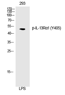 IL-13Rα1 (Phospho-Tyr405) Polyclonal Antibody