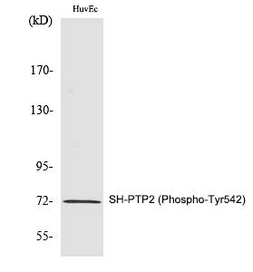 SH-PTP2 (Phospho-Tyr542) Polyclonal Antibody