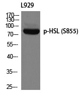 HSL (Phospho-Ser855) Polyclonal Antibody